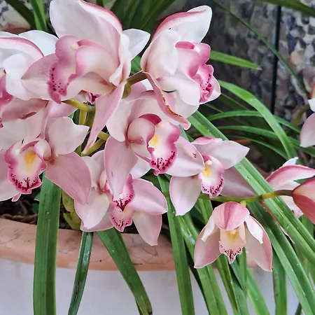 L'orchidea Amalfi Coast
